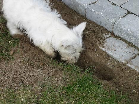 West highland white terrier Frode - Wee..er så god til at grave i haven:) billede 15
