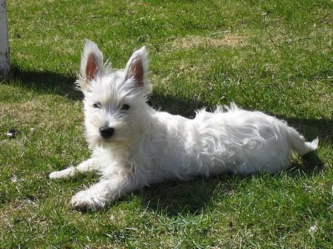 West highland white terrier Frode - Ahh..slapper i haven billede 16