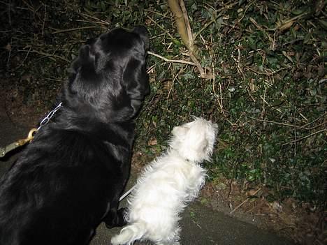 West highland white terrier Frode - Ude og snuse med min veninde Tika (hun er lidt større end mig:) billede 17