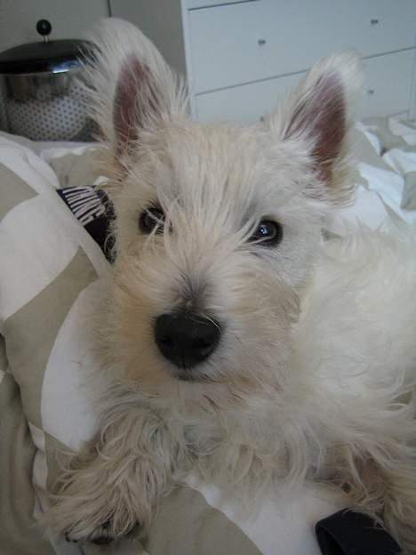 West highland white terrier Frode - Putter i mors seng.. billede 18