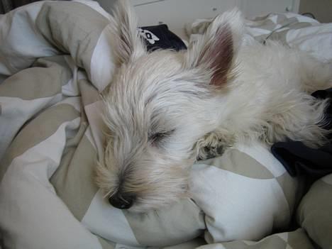 West highland white terrier Frode - zzzz... billede 19