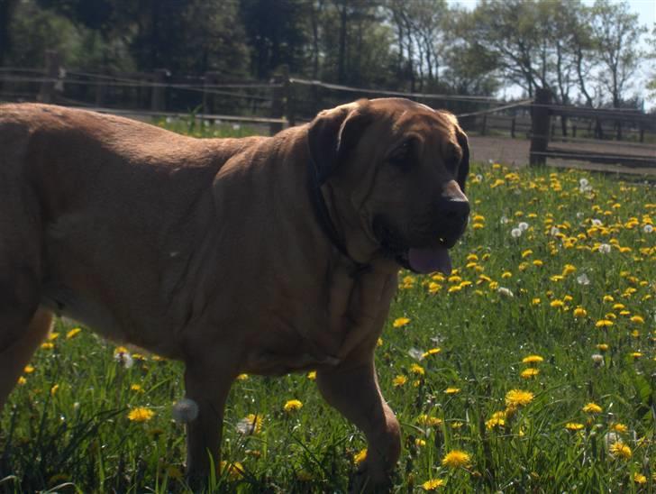 Broholmer Frigga R.I.P. Friksen... billede 9
