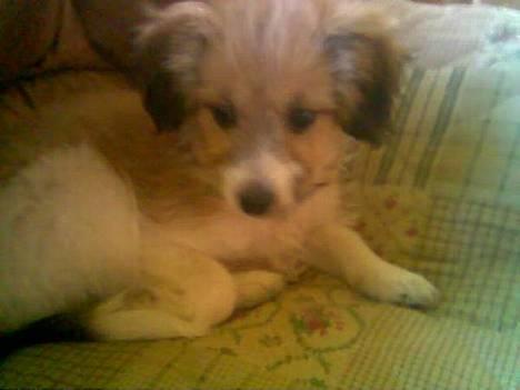 Blanding af racer Toofie - ArrH ja<33 billede 1