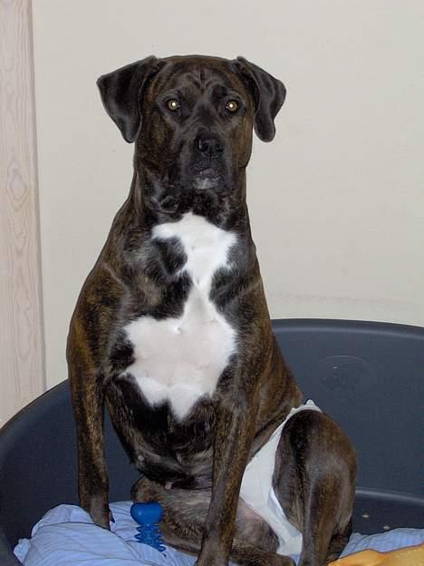 Blanding af racer Nala - Blir du ikk lidt vild når du ser mig?? Gs. billede 1