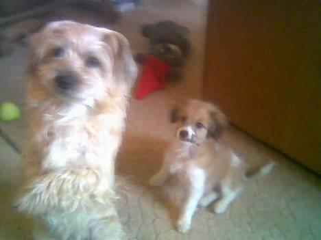 Blanding af racer Toofie - Far, hva sker der?? billede 2