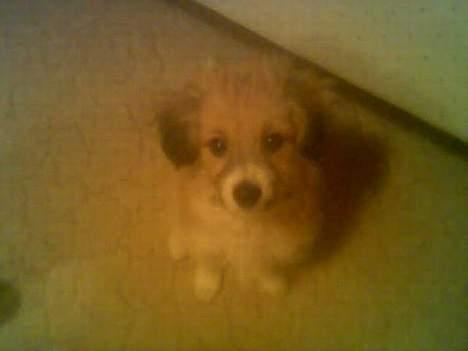 Blanding af racer Toofie - Hej hej, det miiq<3 billede 3