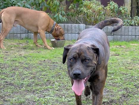 Blanding af racer Nala - Puuha... Gider ikke at lege mere lige nu. *ss* billede 2