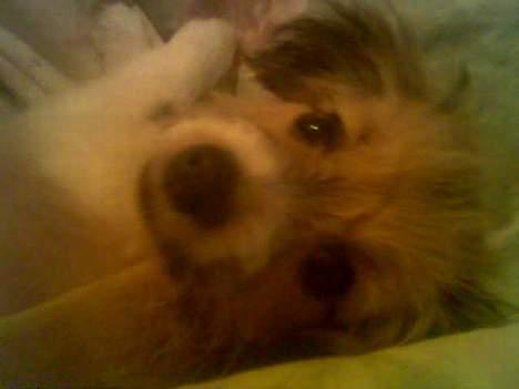 Blanding af racer Toofie - Miin Toofie billede 4