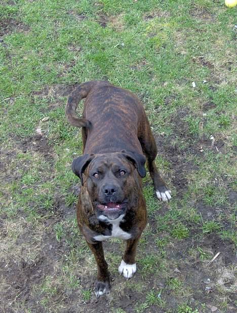 Blanding af racer Nala - Heey... Hvad laver du dèr oppe...?? billede 3