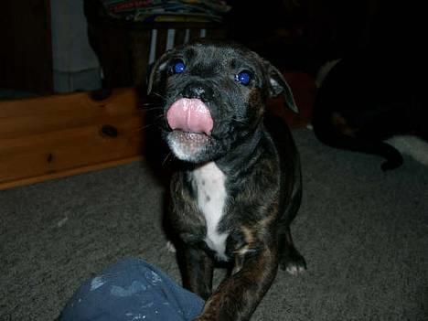 Blanding af racer Nala - Nala som lille baby... *ss* Er hun ikke dejlig!!!?? billede 4