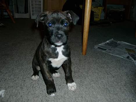 Blanding af racer Nala - Lille mulle pige.... :o) billede 5