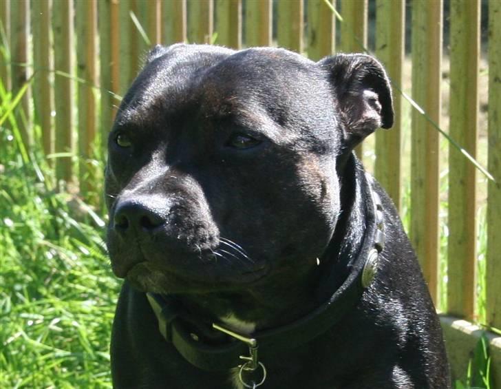 Staffordshire bull terrier Point of View Annie - Velkommen :D Annie 1½ år gammel billede 2