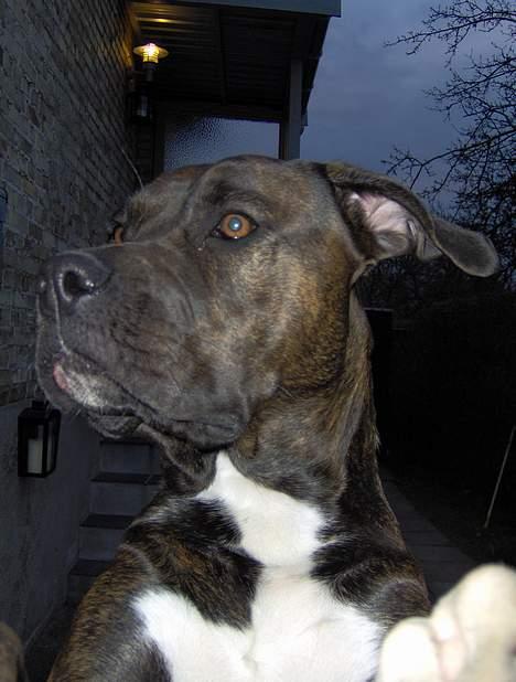 Blanding af racer Nala billede 6