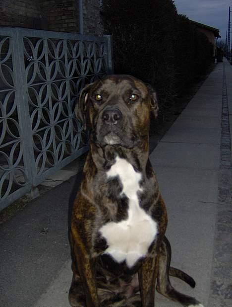 Blanding af racer Nala billede 7