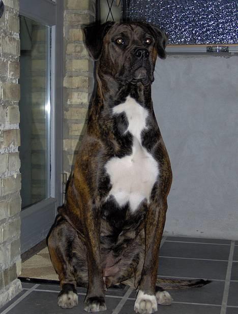 Blanding af racer Nala billede 8