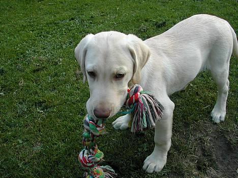 Labrador retriever Balto billede 3