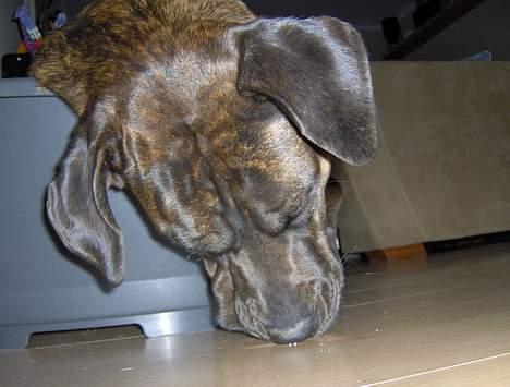 Blanding af racer Nala billede 9