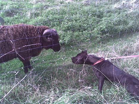 Amerikansk staffordshire terrier Bobo billede 4