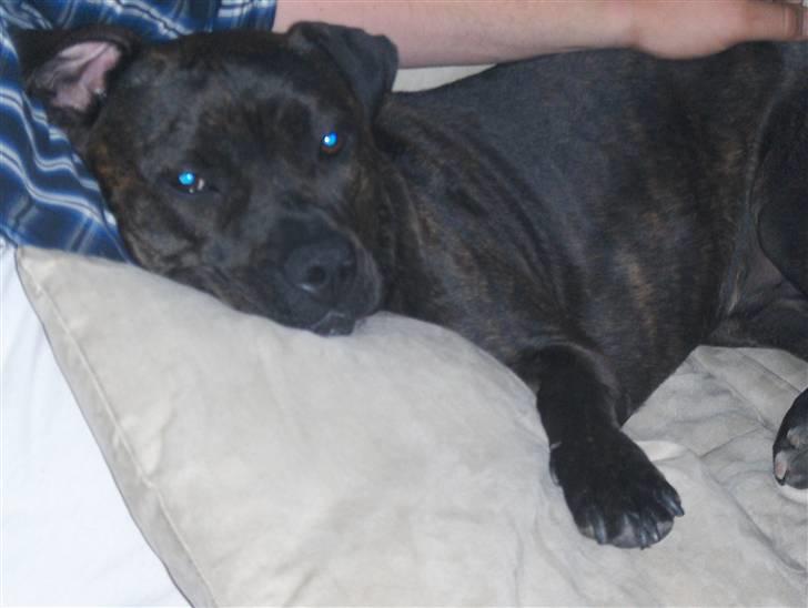 Amerikansk staffordshire terrier Bobo billede 5