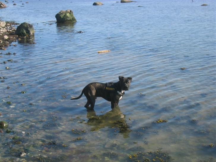 Amerikansk staffordshire terrier Bobo billede 6