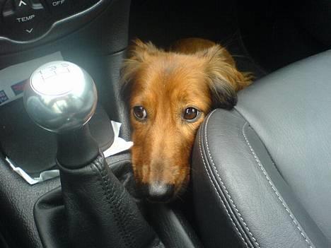 Dværggravhund Mulle billede 1