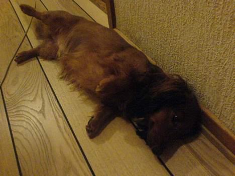 Dværggravhund Mulle billede 2