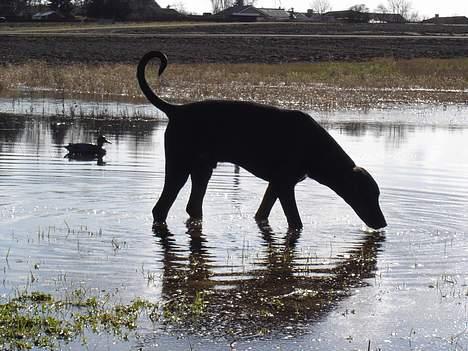 Dobermann Fox Vom Löven Dom/ Mozart billede 14