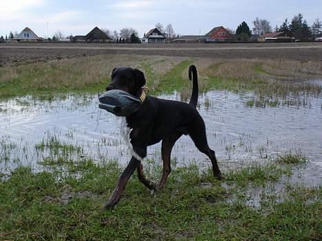 Dobermann Fox Vom Löven Dom/ Mozart - Se mor hva jeg har fanget.... en plastic and...  billede 15