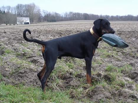 Dobermann Fox Vom Löven Dom/ Mozart billede 16