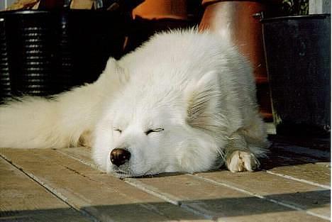 Samojedhund Emma - Ligger og nyder solen. billede 1