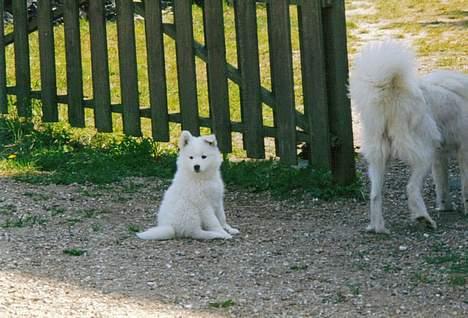 Samojedhund Emma - Det er mig og min mor i  Høve (hun var desværre syg på det tidspunkt). billede 2