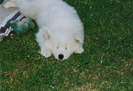 Samojedhund Emma - Sover ... billede 3