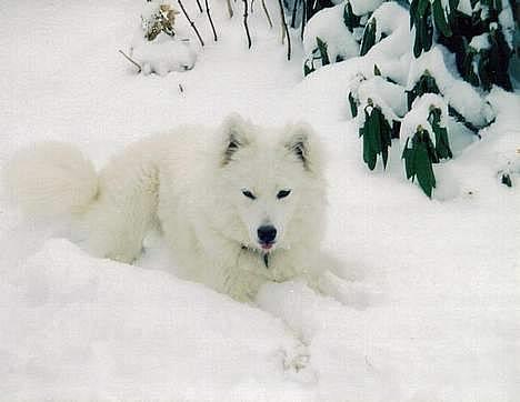 Samojedhund Emma - Det er BARE dejligt sådan noget sne. Det er livet... billede 9