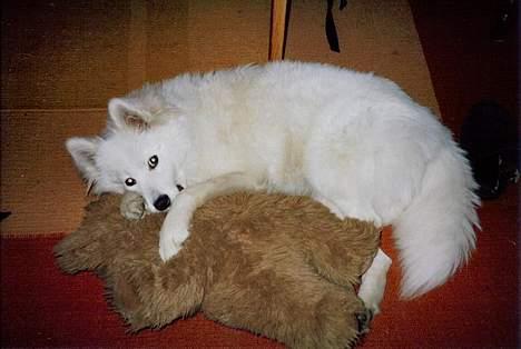 Samojedhund Emma - Jeg slapper af når jeg sutter/ammer på en bamses næse. billede 10