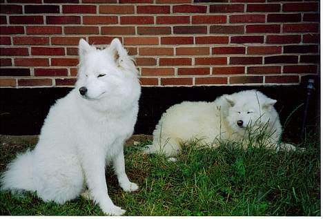 Samojedhund Emma - Mig og min mor i Høve. billede 15