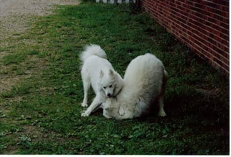 Samojedhund Emma - Mor og mig leger.Jeg skal lige vise hvad jeg kan.  billede 16