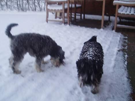 Dvaergschnauzer Duke ¤DøD¤ billede 8