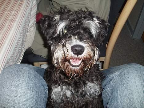 Dvaergschnauzer Duke ¤DøD¤ billede 9