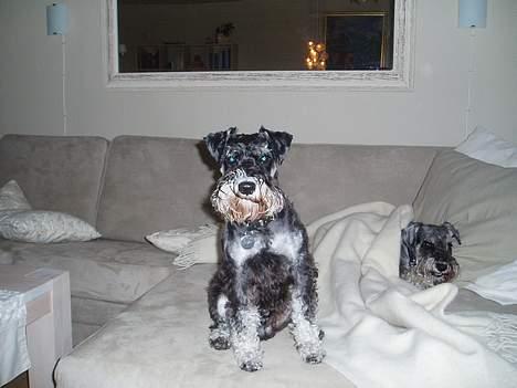 Dvaergschnauzer Duke ¤DøD¤ - Var der en der sagde smil??? billede 10