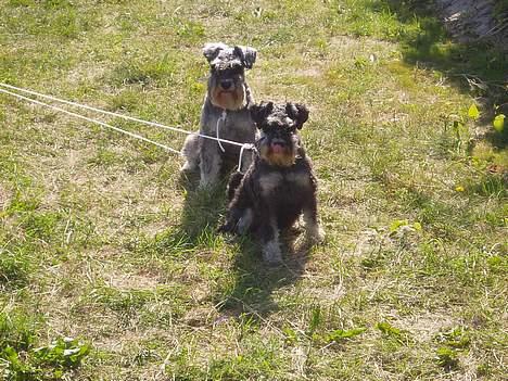 Dvaergschnauzer Duke ¤DøD¤ - Storebror og jeg passer lige på sommerhuset billede 11
