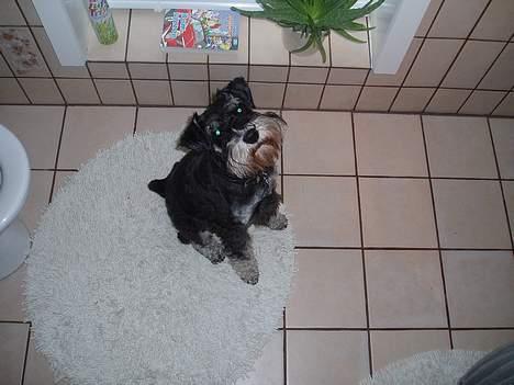 Dvaergschnauzer Duke ¤DøD¤ billede 12