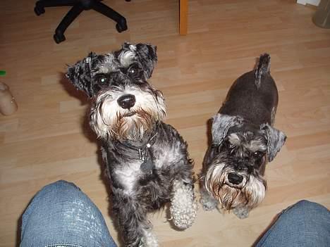 Dvaergschnauzer Duke ¤DøD¤ - Hit så med den hundekiks du gamle... billede 13