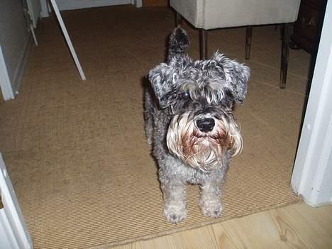 Dvaergschnauzer Cæsar ¤DØD¤ - Skal jeg snart trimmes eller hva?? billede 9