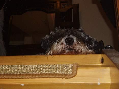 Dvaergschnauzer Cæsar ¤DØD¤ - Nærfoto billede 10