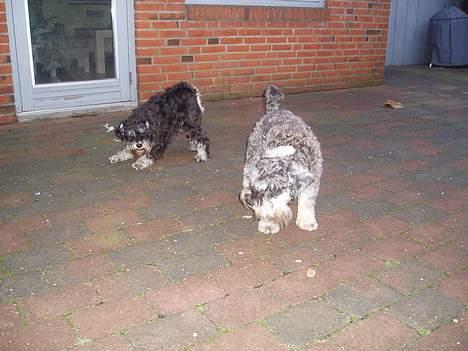 Dvaergschnauzer Cæsar ¤DØD¤ - Så skal der leges... billede 11