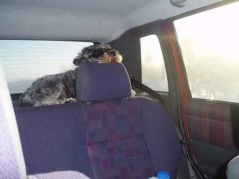 Dvaergschnauzer Cæsar ¤DØD¤ - ELSKER at køre bil billede 12