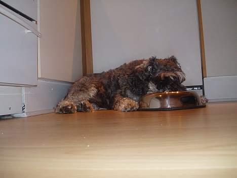 Dvaergschnauzer Cæsar ¤DØD¤ - Jeg er ikke helt tryg omkring nytår... billede 13