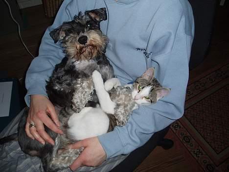 Dvaergschnauzer Duke ¤DøD¤ billede 14