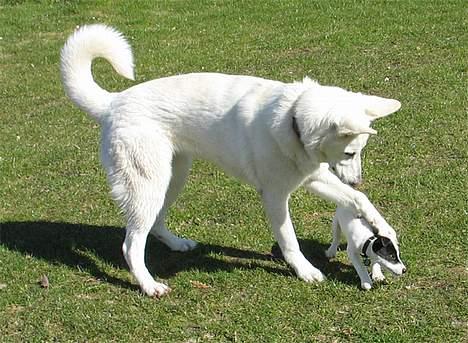 Jack russell terrier Hannibal - Min MEGET store legekammerat Lima! billede 14