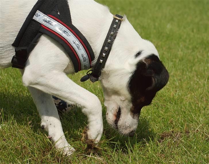 Jack russell terrier Hannibal - Mus? billede 15